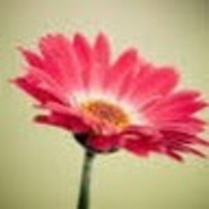 Meet your Posher, Bailey